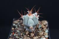 Echinocactus platyacanthus RS 1046